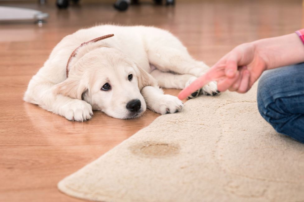 pet-urine-odor-removal-carpet-nj
