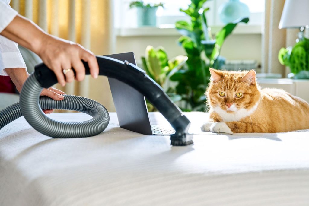 Pet Odor Removal