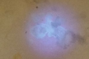 Urine-stains-detection-by-D&G-Carpet-Cleaning