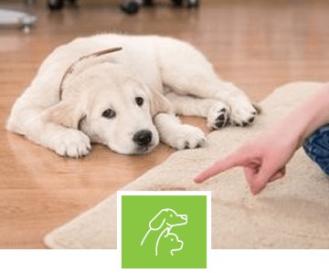 Pet Odor Removal